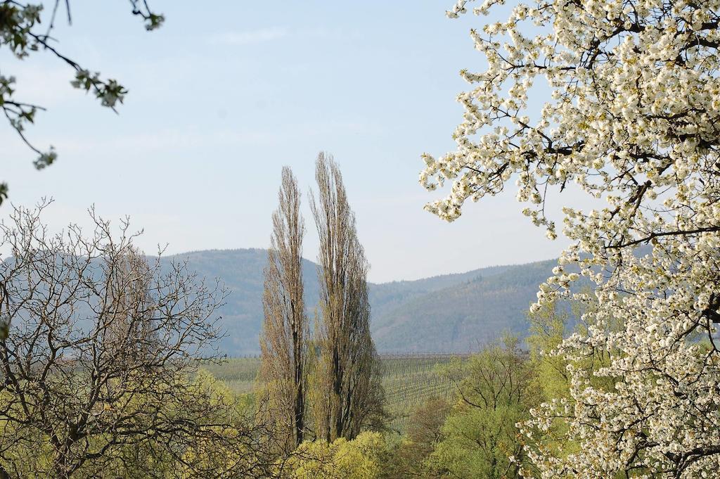 Gaestehaus Kleine Kalmit ลันเดาอินแดร์ฟัลซ์ ภายนอก รูปภาพ